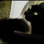 Black cat