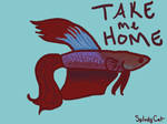 Betta Fish: Needs a Home!