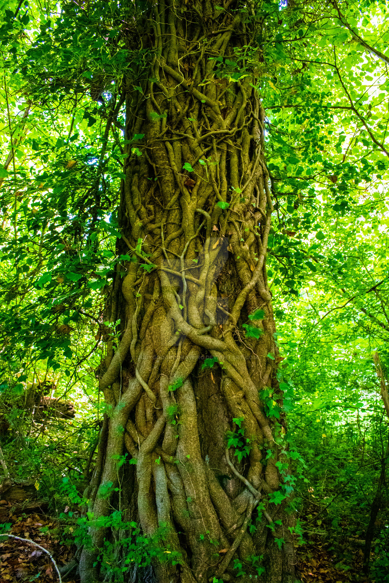 Magic tree by JudyGodardDrawing on DeviantArt