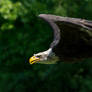 flying Bald Eagle