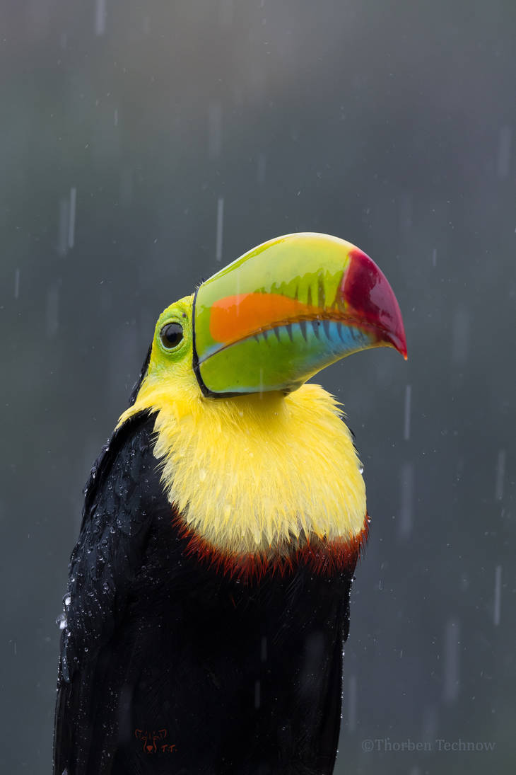 Stoic Raining stoic in rain by WildGepard on DeviantArt