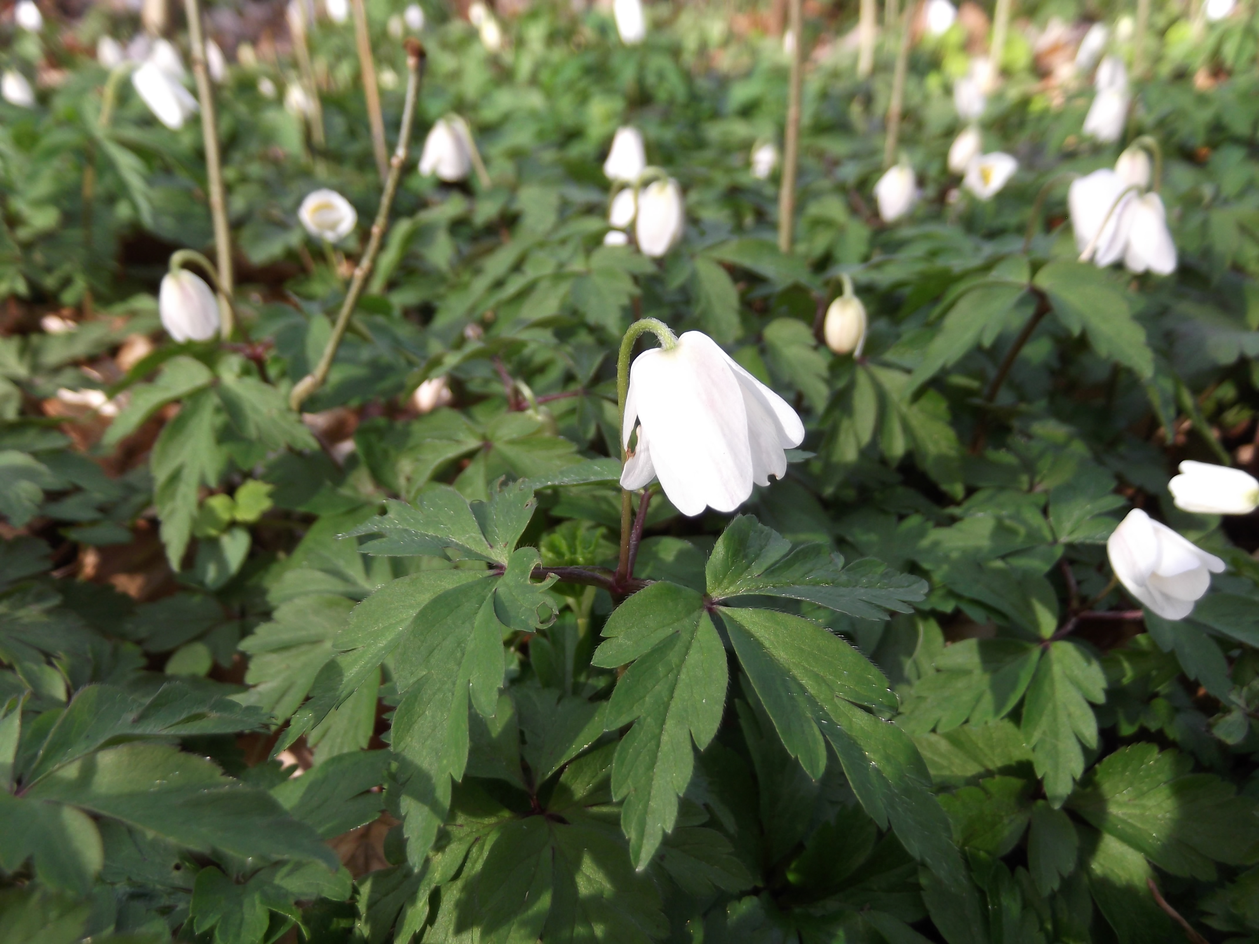 Fruehlingsblumen im Wald auf Heiligenberg