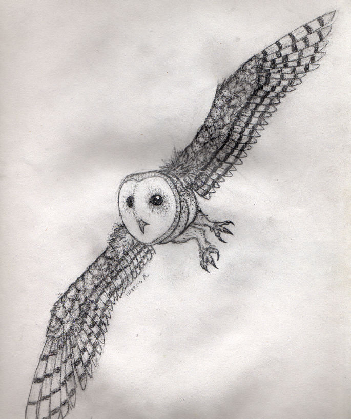 Front facing Barn Owl By TheZooTycooner14 On DeviantArt front-facing-barn-owl-by-thezootycooner14-on-deviantart