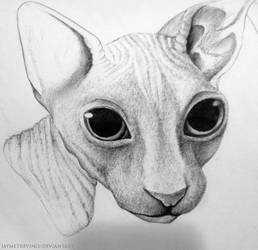 Carl The Sphynx (Pen Only)