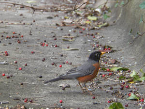 Hello Again Robin.