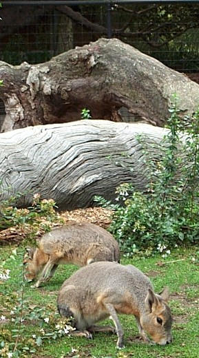 strange deer-rabbit creatures by omega-supreme on DeviantArt