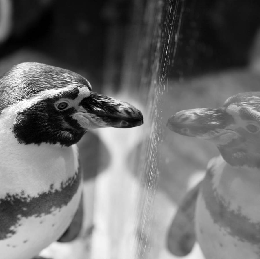 Penguin Reflection