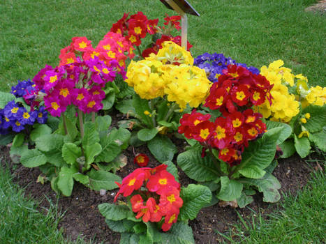 Primroses