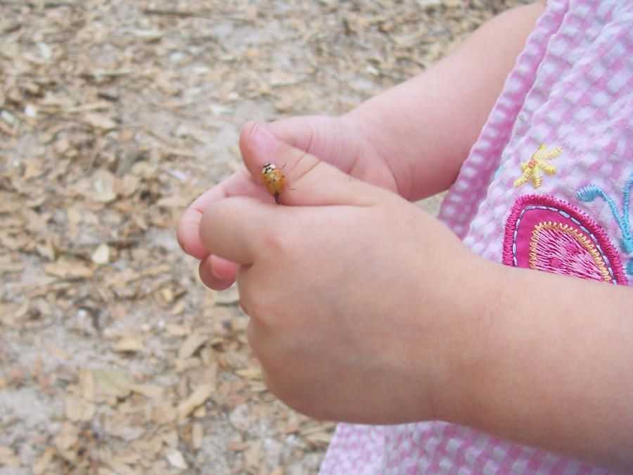 Lena's Ladybug