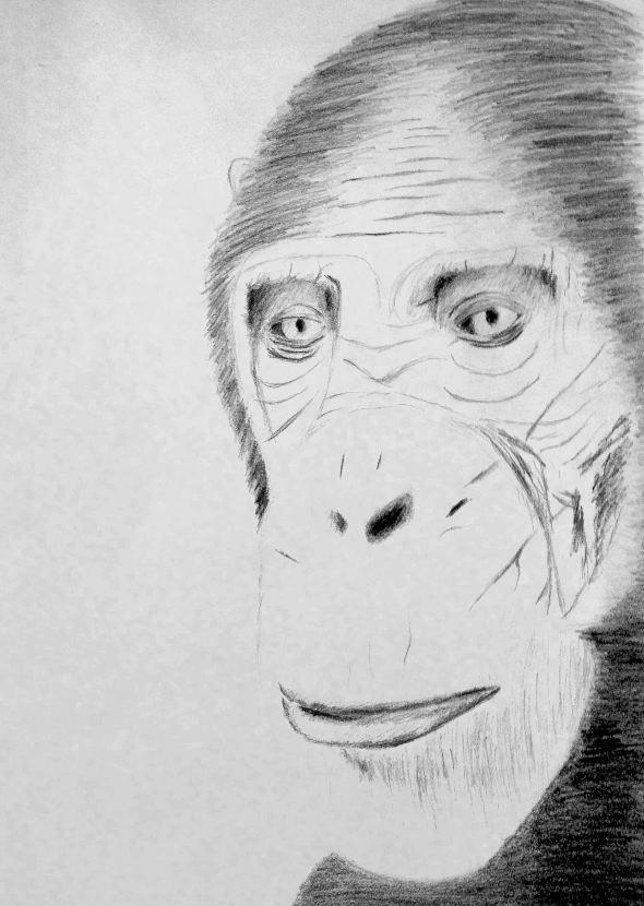 Deviantart Chimp Chimp by Box787 on DeviantArt