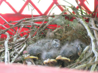 Baby Mockingbirds 2