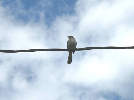 Looking to the sky