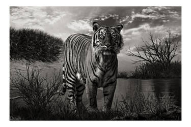 Tiger at River - Composite Photo from Stock Image