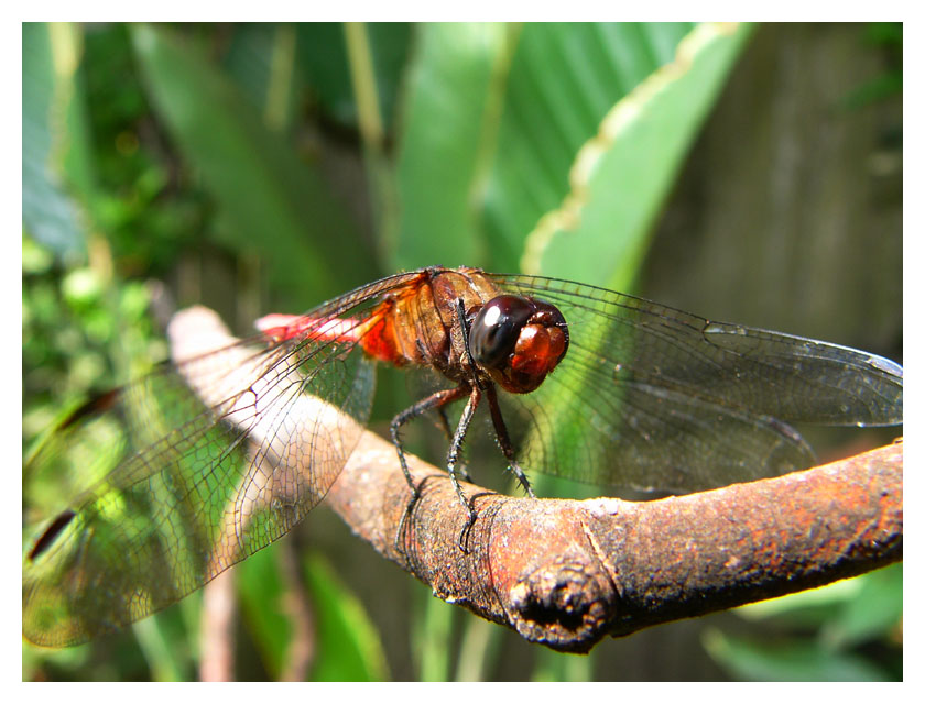 Dragon Fly Moment