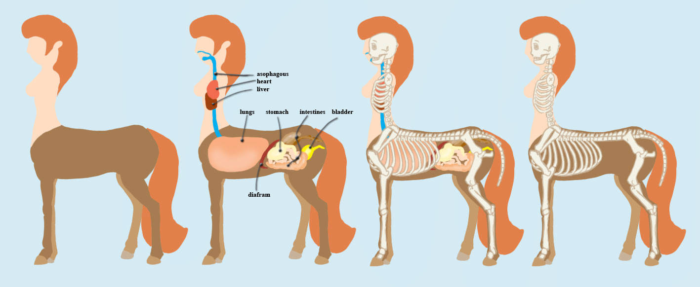 Kim's centaur anatomy