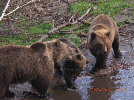 Bear Family