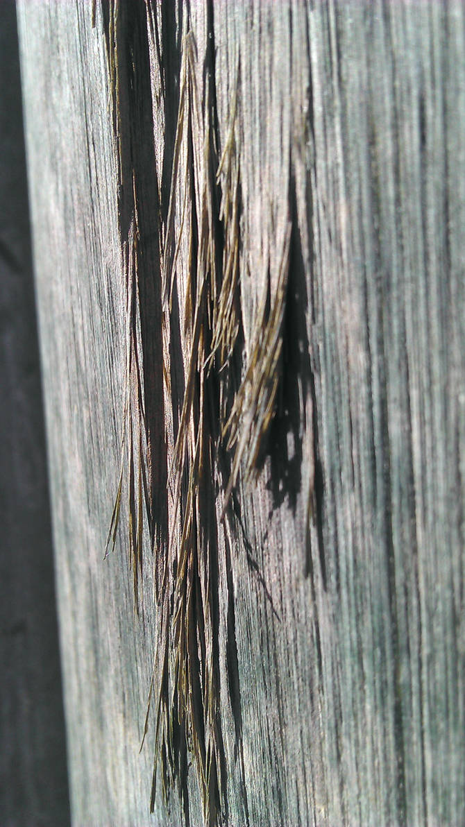 Splinting wood by ZukeSangue on DeviantArt