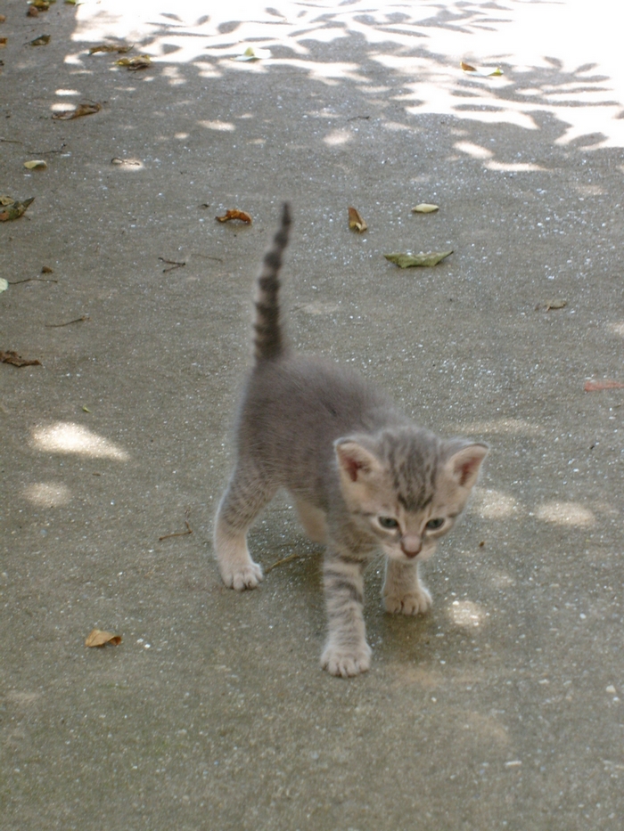 Kitten stock 3