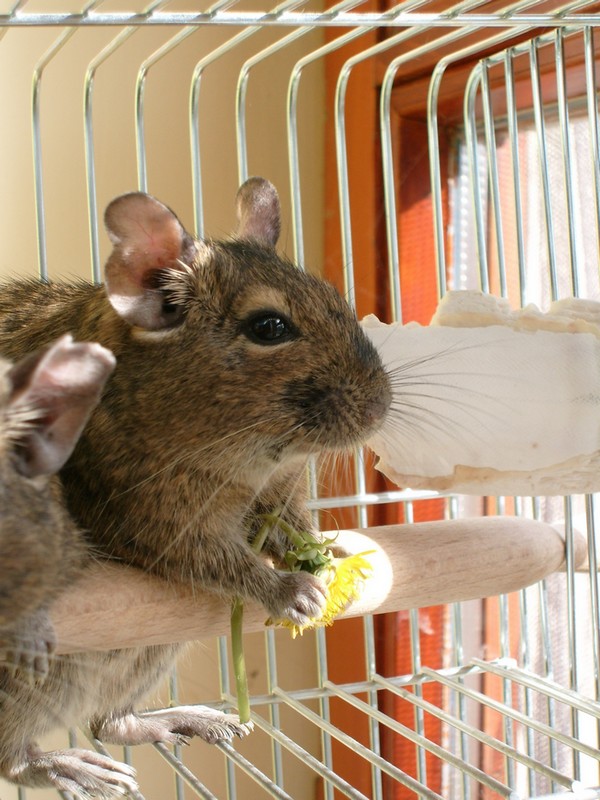 Degu Stock