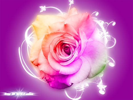 Color Rose