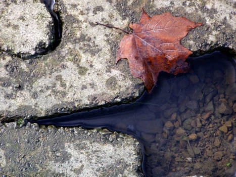 Leaf and Brick