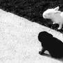 Black and White Bunnies