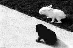 Black and White Bunnies by Bulgair