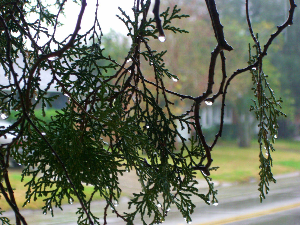 Tree Sweating Sweating tree by KoukiBuri on DeviantArt