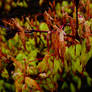 raindrops on leaves 2