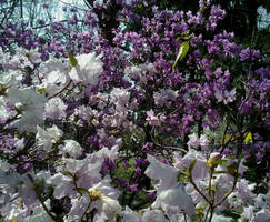 Beautiful flowering. Botanical garden, Kiev-2