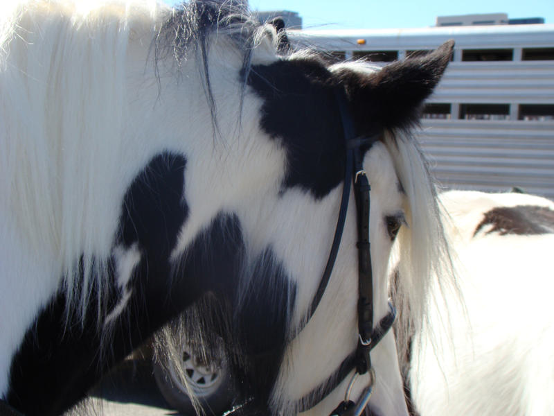 Gypsy Vanner 3