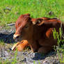 Ankole-Watusi Calf