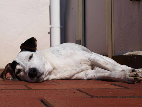 my dog sleeping in the sun