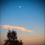 Tree and Moon at sunset