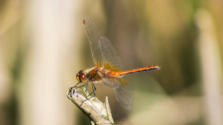 Dragonfly