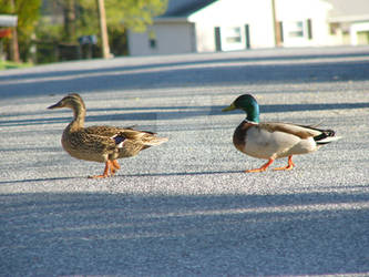 Duck Crossing