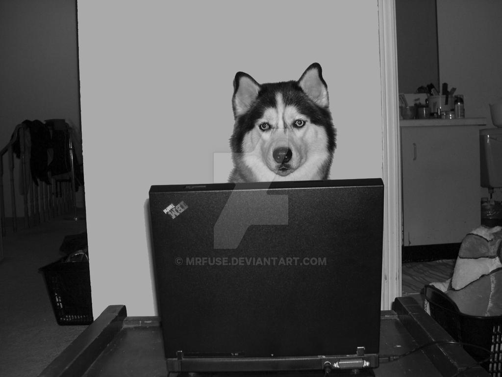Husky with Laptop by mrfuse on DeviantArt