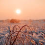 Frozen sunset