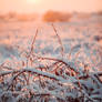 Winter sunset