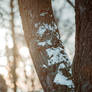 Last day of the winter sun