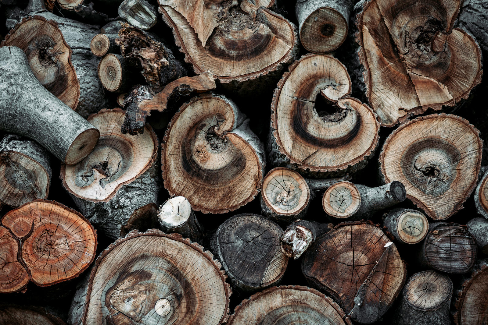 Slices of life
