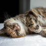 Catnap
