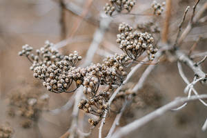 Fragile After the Frost