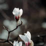 Magnolia