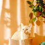 House plant