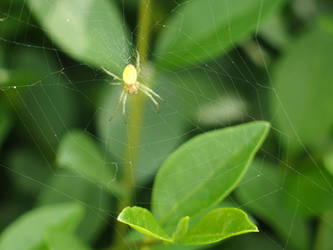 Little green Spidey