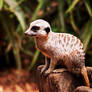 Meerkat Profile