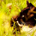 l i o n d a y s by SaphoPhotographics