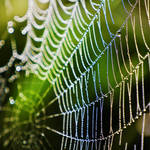 c o l o u r e d s i l k by SaphoPhotographics