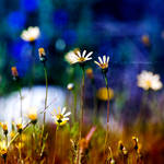 w i l d o n e s by SaphoPhotographics